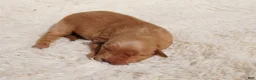 Golden Retriever dogs for sale: Daisy -AKC, Genetically Clear - Ad 36