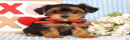 Yorkiepoo dogs for sale: Lance  - Ad 1