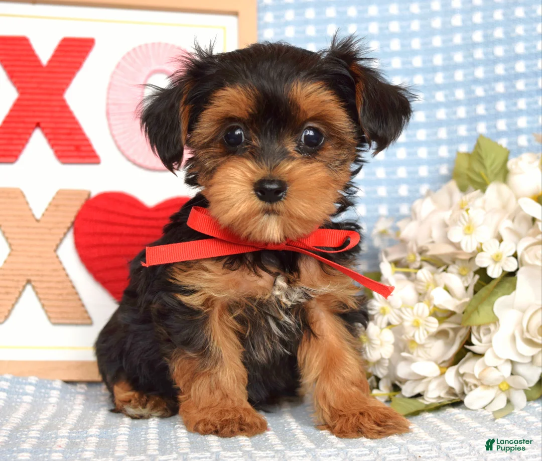 Yorkiepoo dogs for sale: Lance  - Ad 1