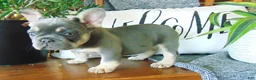 French Bulldog dogs for sale: Missy - Ad 13