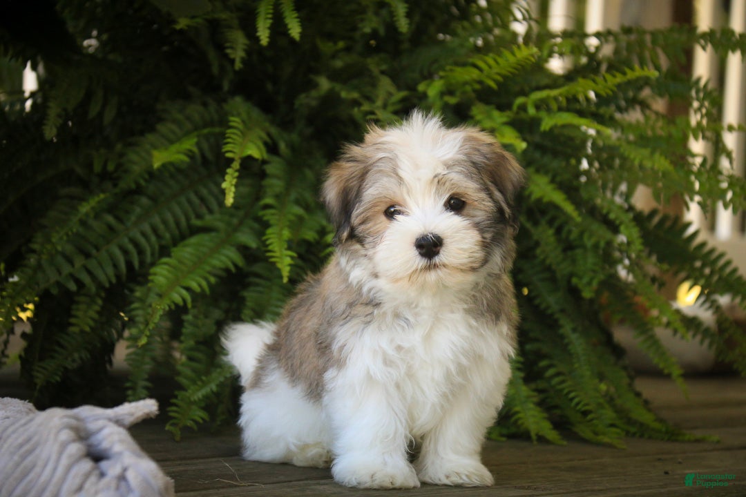 Havanese