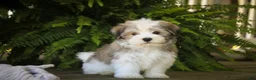 Havanese dogs for sale: Darcy Havanese  - Ad 1