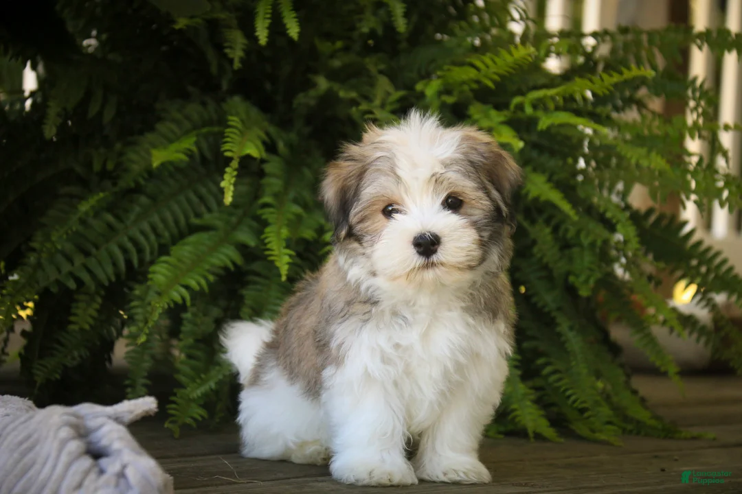 Havanese dogs for sale: Darcy Havanese  - Ad 1