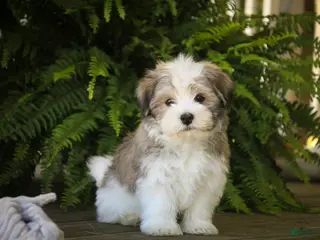 Havanese dogs Darcy Havanese - Ad 1