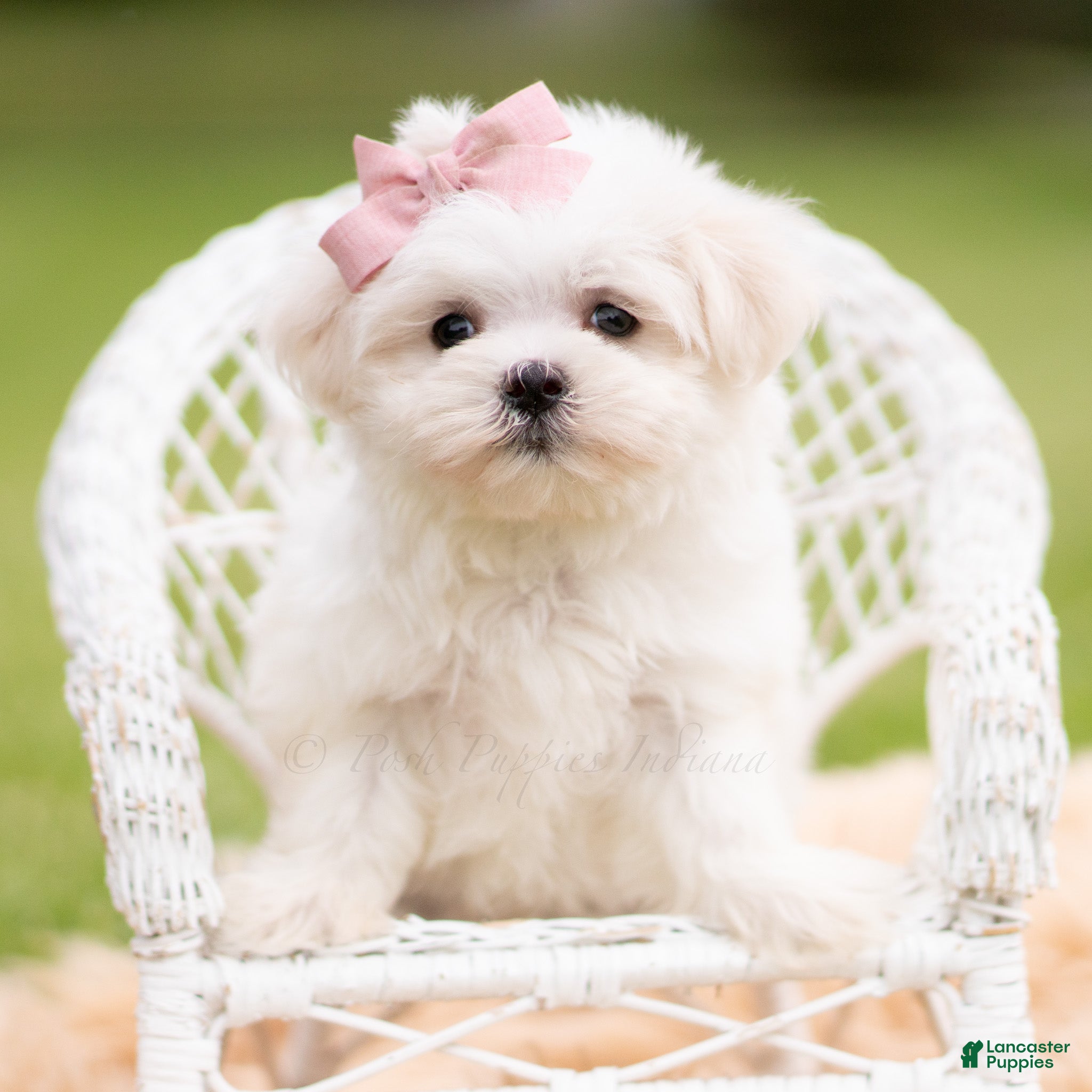 Maltese dogs Poppy AKC - Ad 17