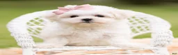 Maltese dogs for sale: Poppy AKC - Ad 1