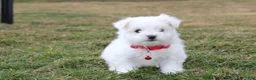 Maltese dogs for sale: Button  - Ad 11