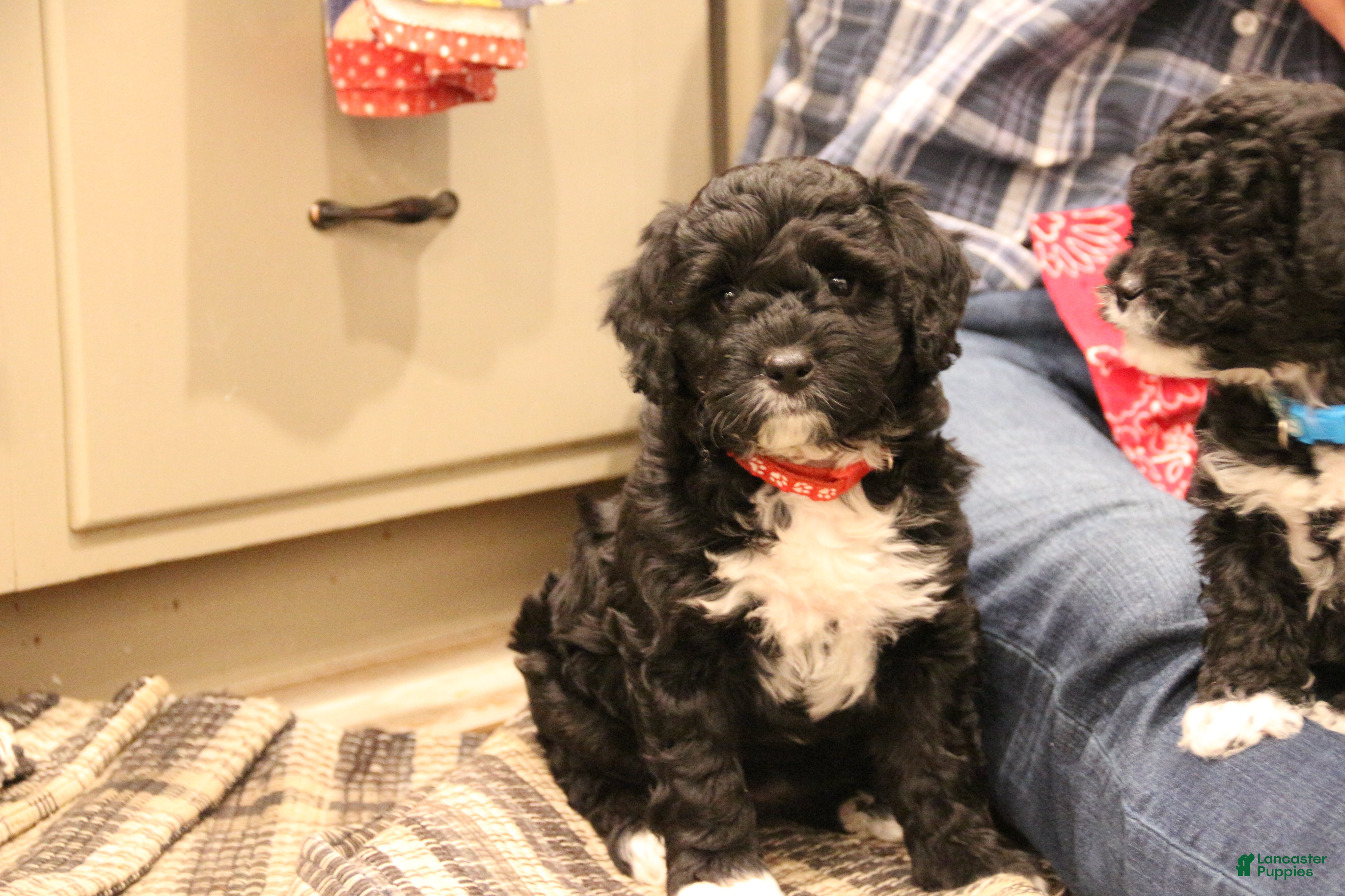 Mini Bernedoodle dogs Jazzy - Ad 9