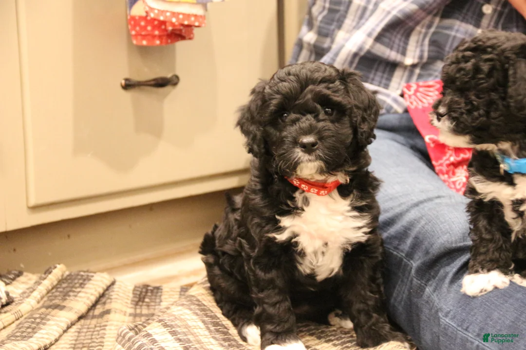 Mini Bernedoodle dogs for sale: Jazzy - Ad 1