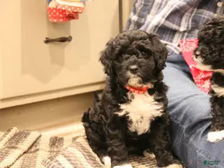 Mini Bernedoodle dogs Jazzy - Ad 9