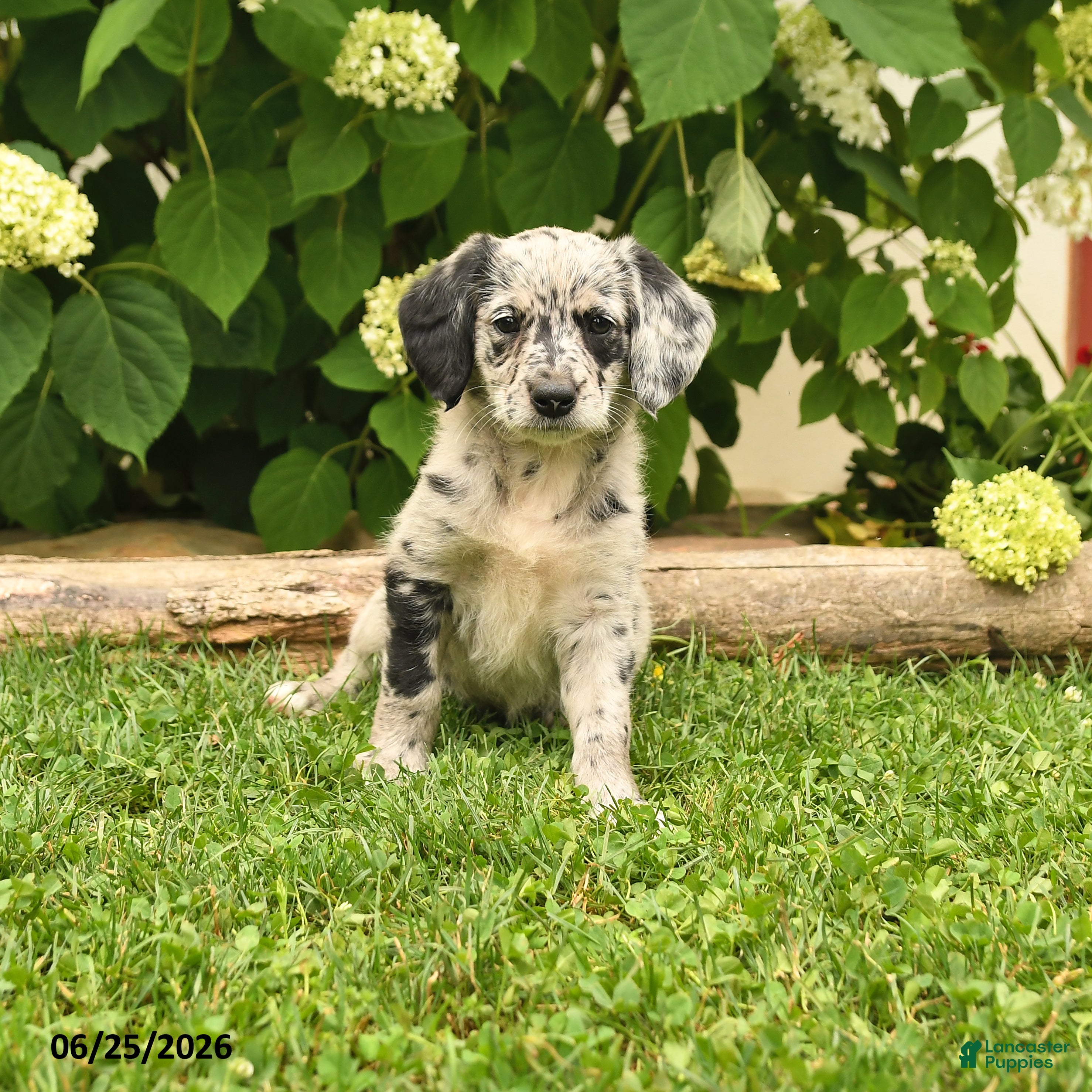 Labradoodle dogs Dalia - Ad 1