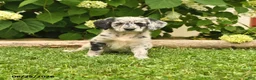 Labradoodle dogs for sale: Dalia - Ad 1