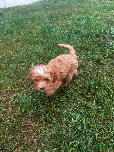 Puppies for sale in Delaware | Lancaster Puppies