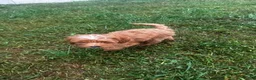 Cockapoo dogs for sale: Brown Boy - Ad 2