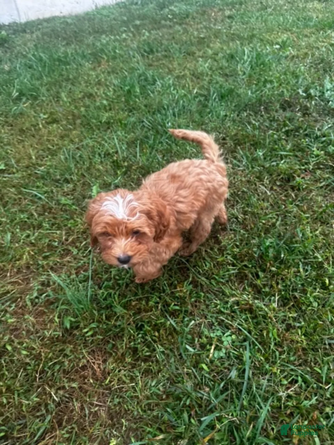 Cockapoo dogs for sale: Brown Boy - Ad 2