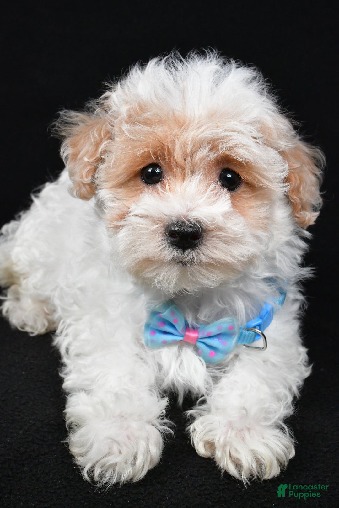 Maltipoo dogs for sale: Teddy - Ad 4