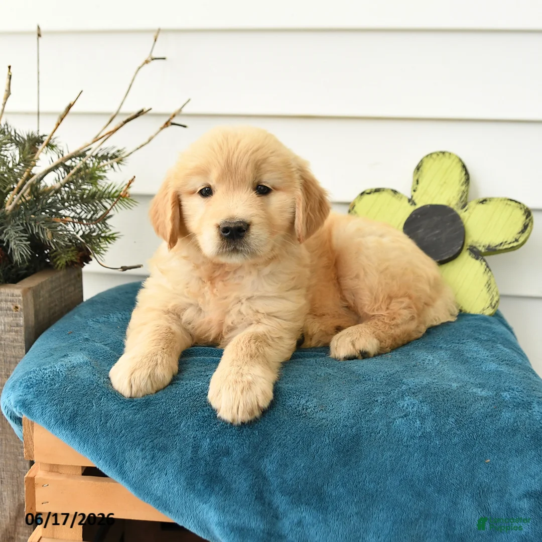 Golden Retriever dogs for sale: Muffin - Ad 2