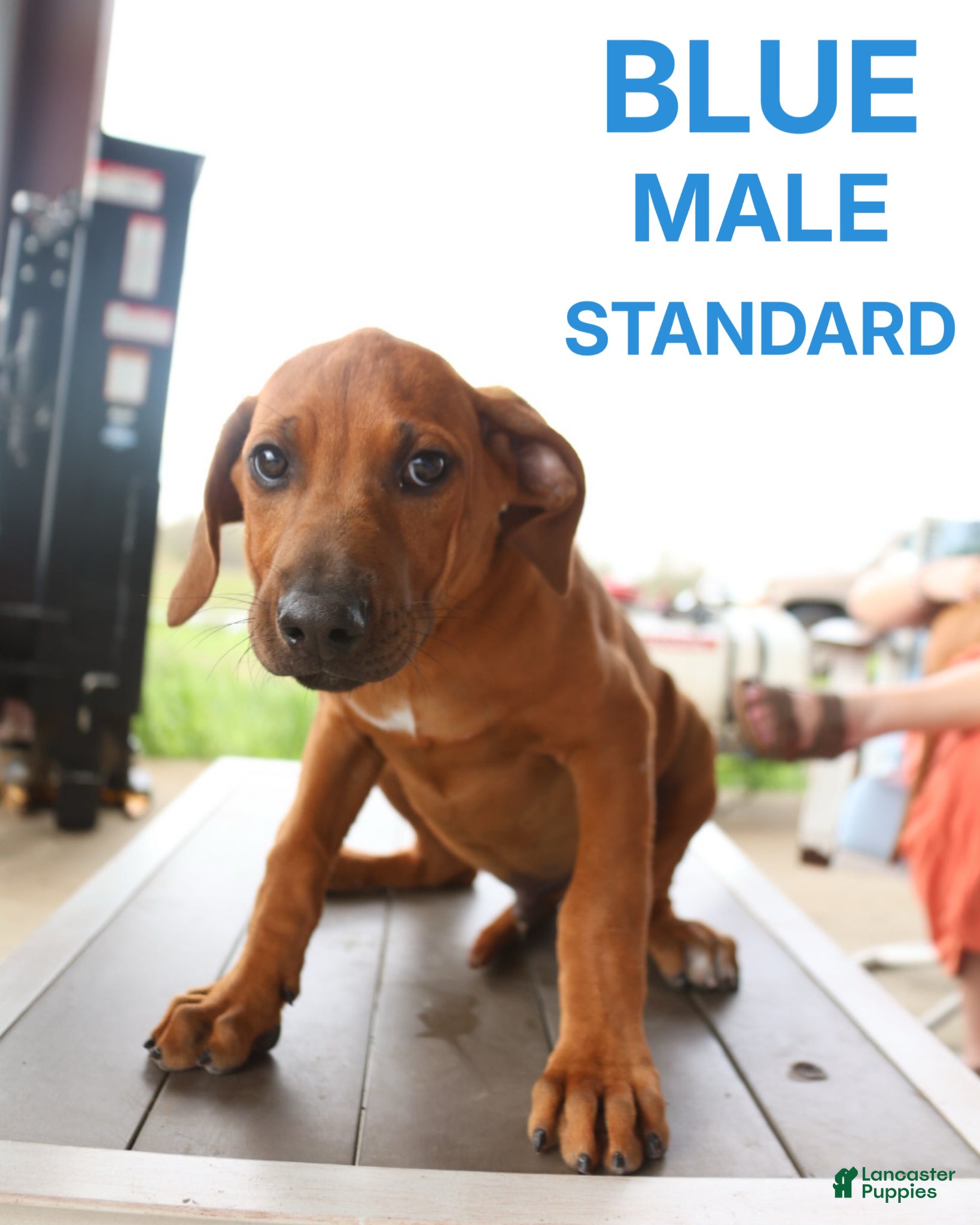 Rhodesian Ridgeback dogs Rhodesian Ridgeback Puppy 6 - Ad 1