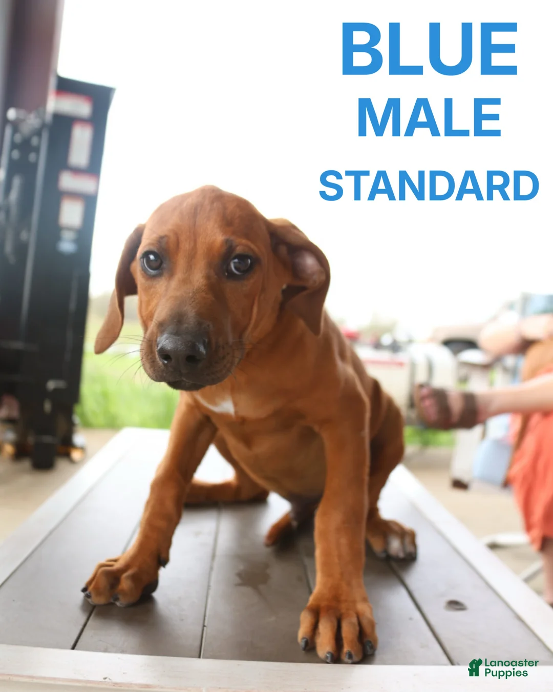 Rhodesian Ridgeback dogs for sale: Rhodesian Ridgeback Puppy 6 - Ad 1