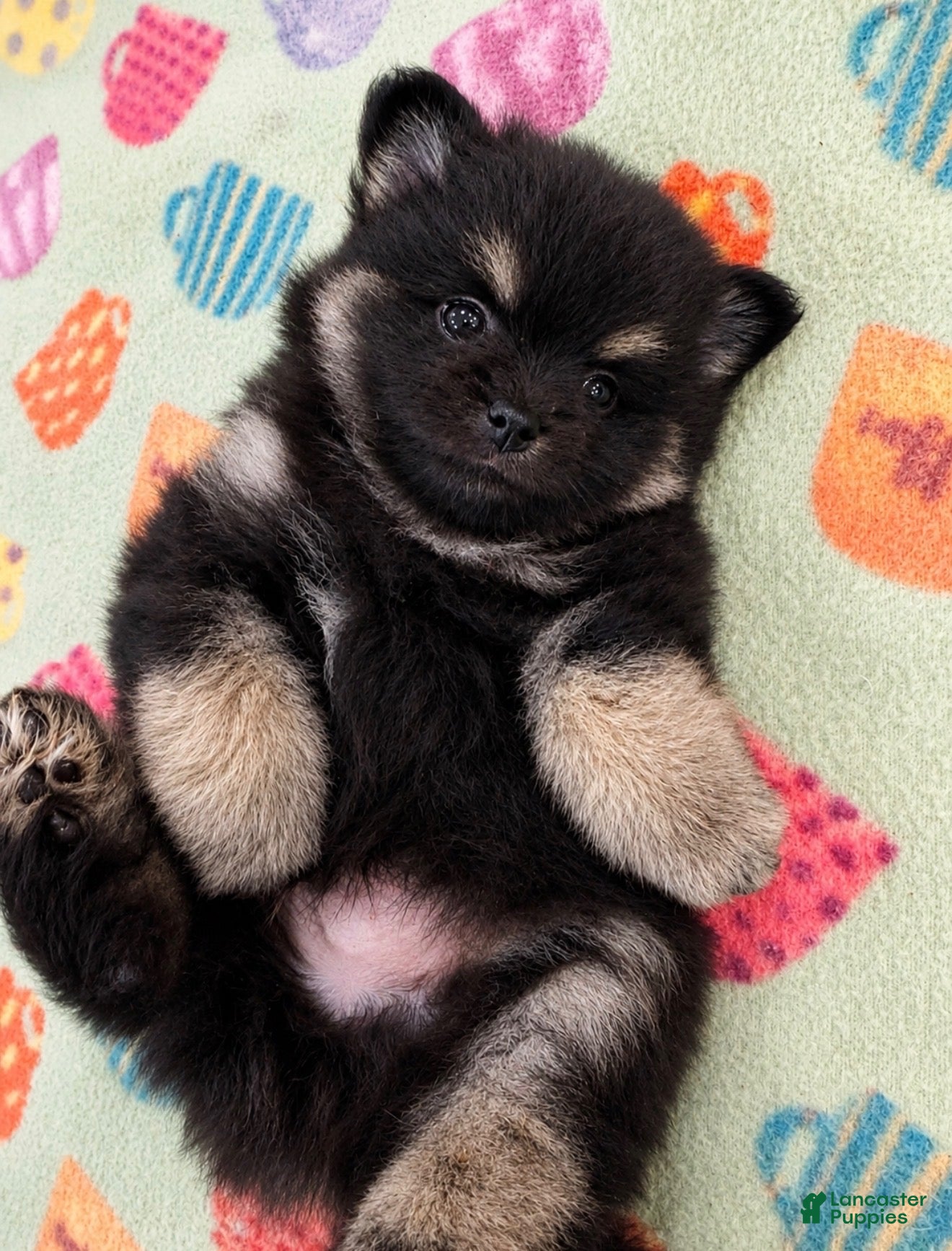 Pomeranian dogs Grizzly - Ad 1