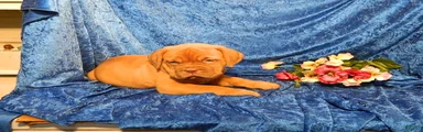 Dogue De Bordeaux Puppy Freightliner