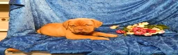 Dogue De Bordeaux dogs for sale: Dogue De Bordeaux Puppy Freightliner - Ad 1