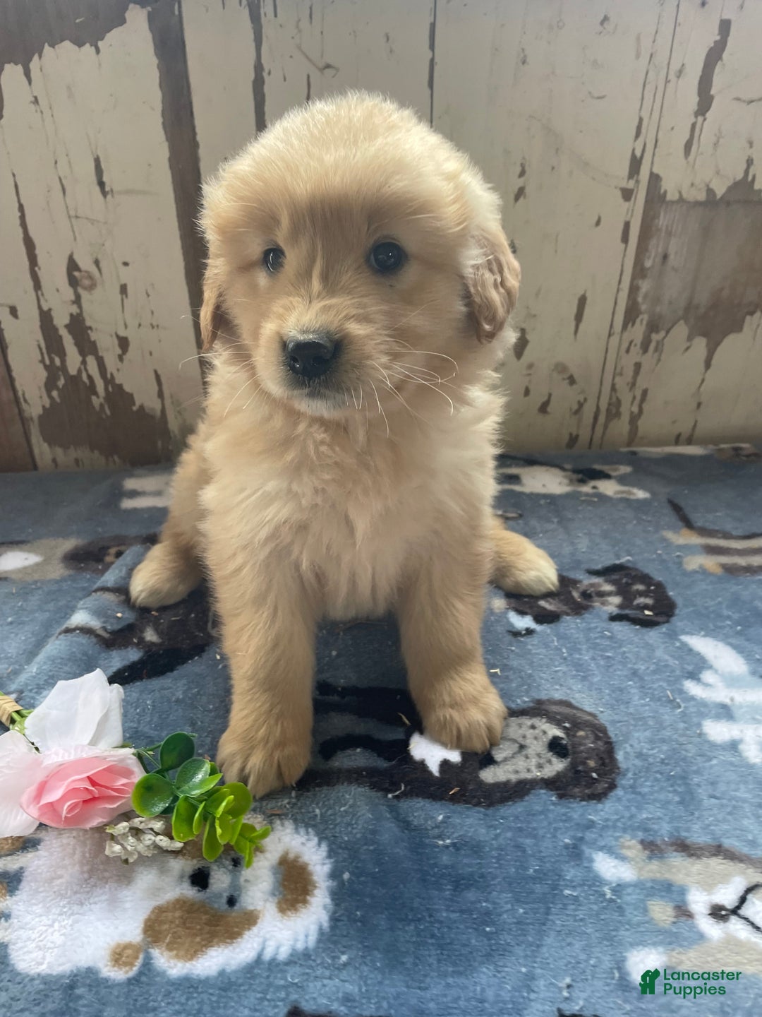Mixed Breed dogs for sale: Stormy - Ad 4