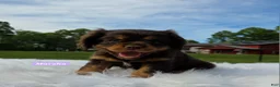 Cavalier King Charles Spaniel dogs for sale: Marsha - Ad 4