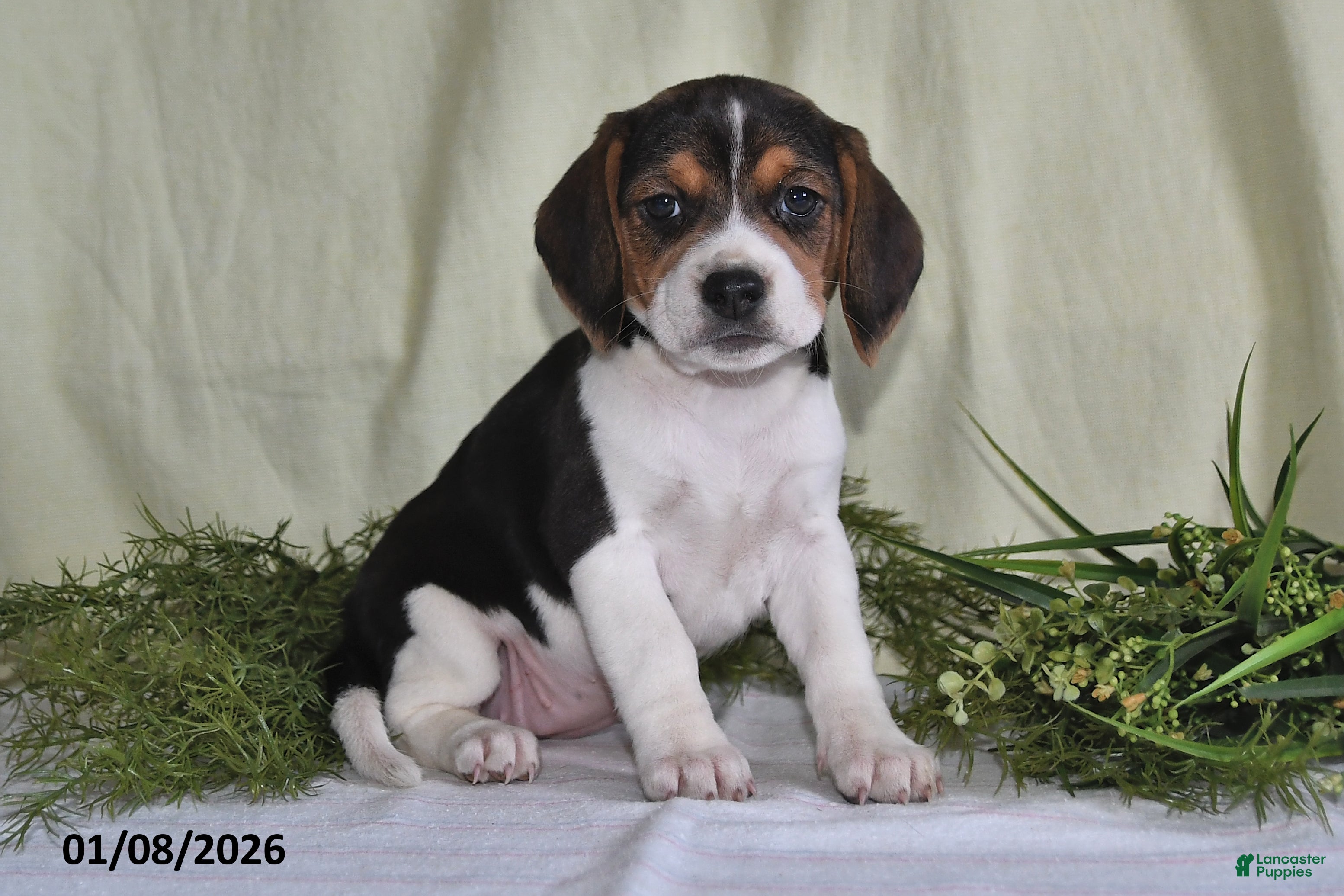 Beagle dogs Marla - Ad 19