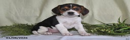 Beagle dogs for sale: Marla - Ad 1
