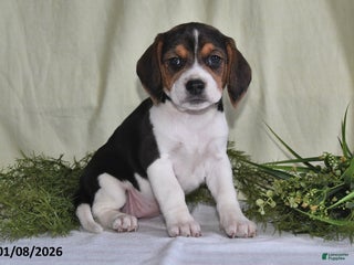 Beagle dogs Marla - Ad 19