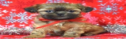 Shih Tzu dogs for sale: Peanut - Ad 6