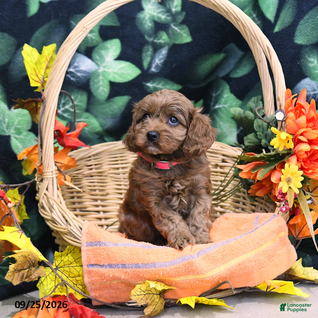 Cavapoo dogs for sale: Buffy - Ad 1