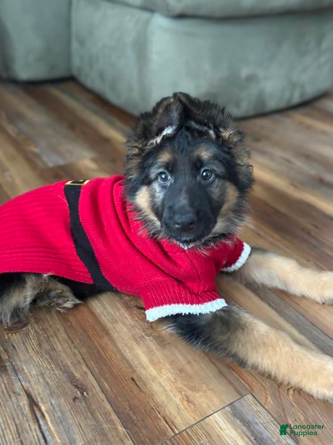 German Shepherd dogs for sale: German Shepherd Puppy 1 - Ad 4