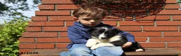 Mixed Breed dogs for sale: Corbin - Ad 4