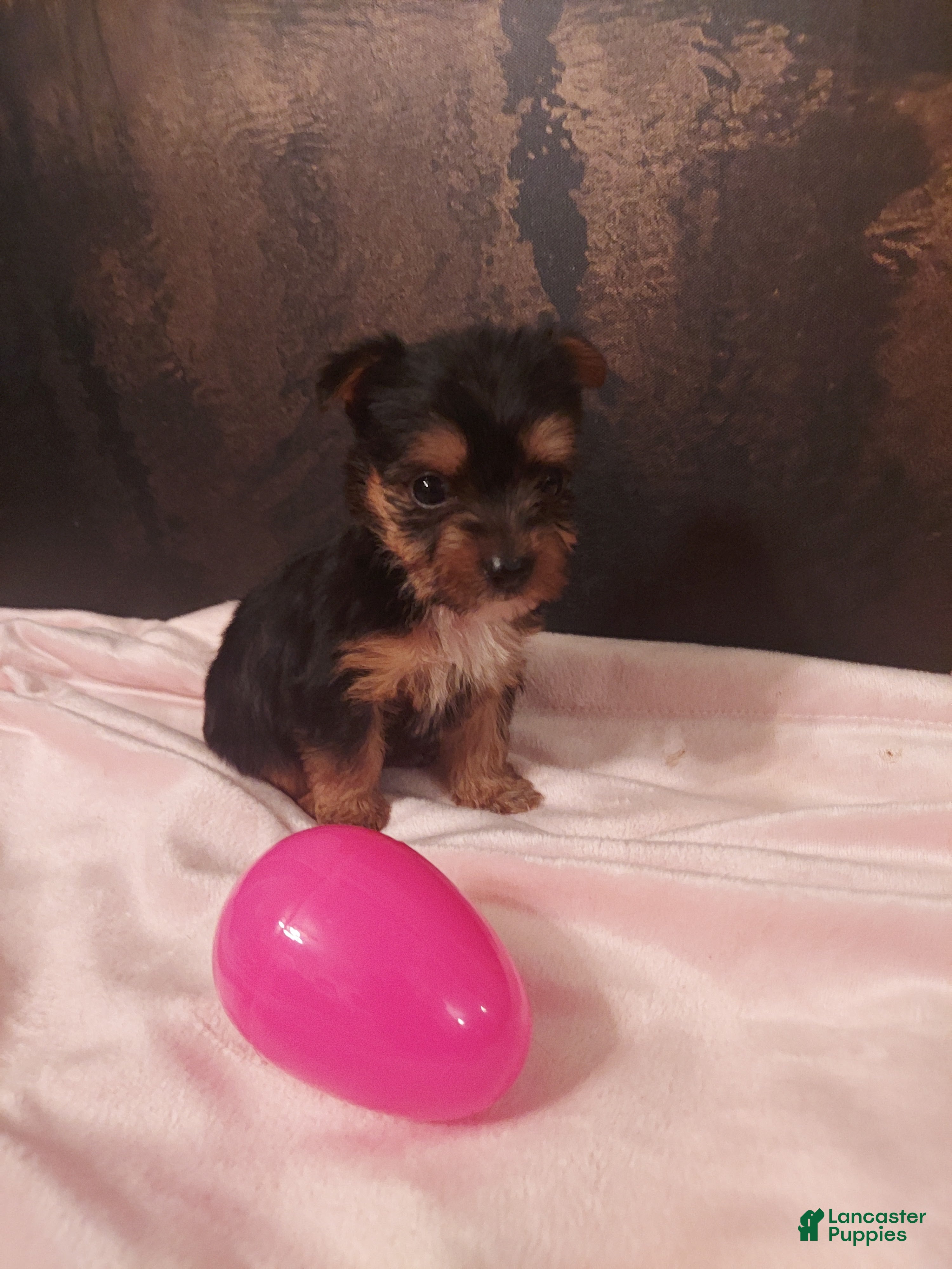 Yorkshire Terrier dogs Yorkshire Terrier Puppy 4 - Ad 20