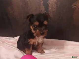 Yorkshire Terrier dogs Yorkshire Terrier Puppy 4 - Ad 20