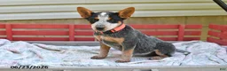 Australian Cattle Dog dogs for sale: Salt - Ad 4