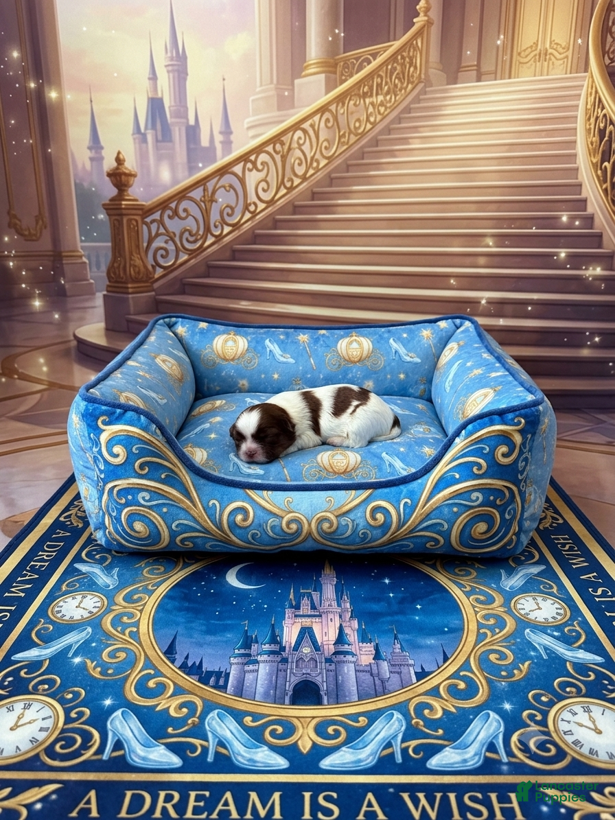 Shih Tzu dogs for sale: Ella - Ad 10