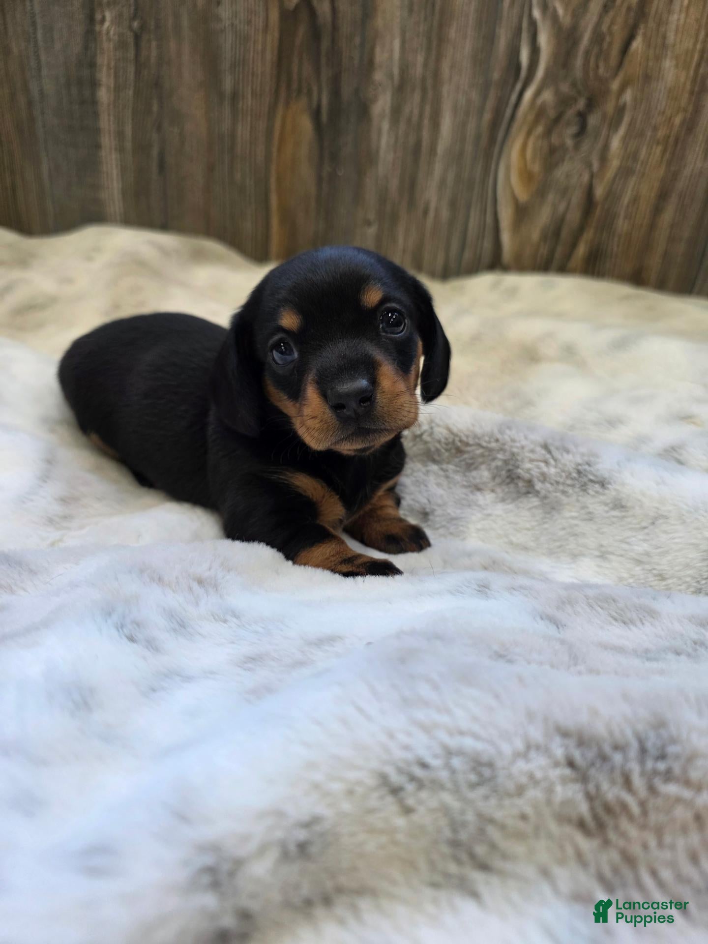 Miniature Dachshund dogs Sadie - Ad 11