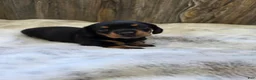 Miniature Dachshund dogs for sale: Sadie - Ad 1