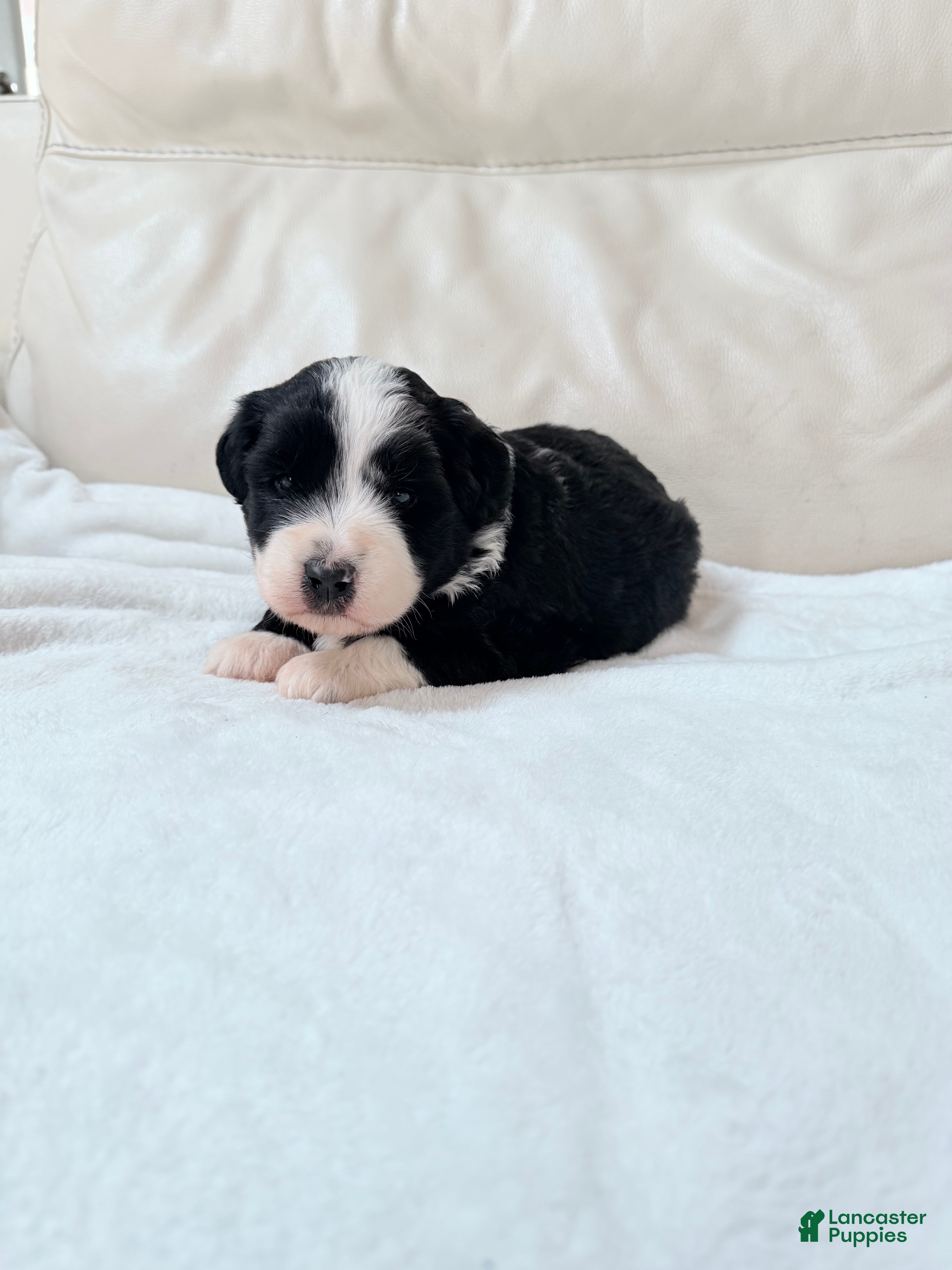 Mixed Breed dogs Oreo  - Ad 2