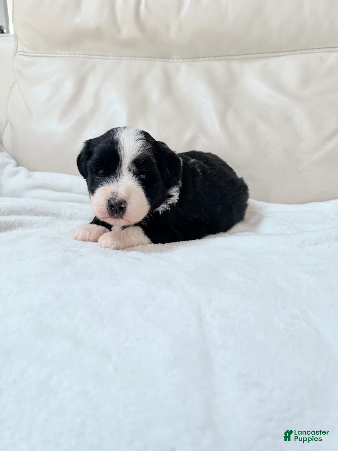 Mixed Breed dogs for sale: Oreo  - Ad 2