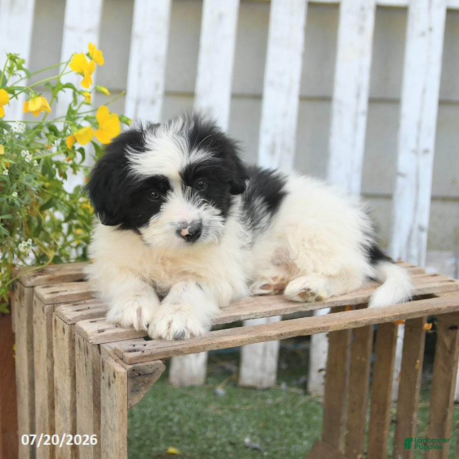 Mixed Breed dogs Teddy - Ad 2