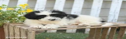 Mixed Breed dogs for sale: Teddy - Ad 2