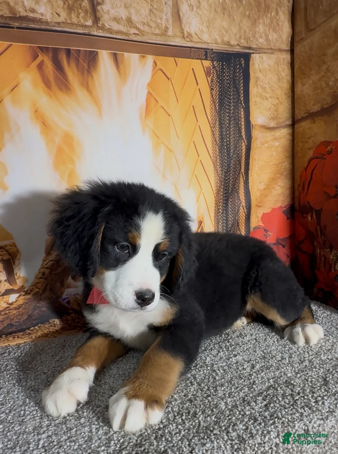 Bernese Mountain Dog dogs for sale: Haddasah  - Ad 5
