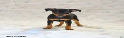 Miniature Pinscher dogs for sale: Phalora  - Ad 3
