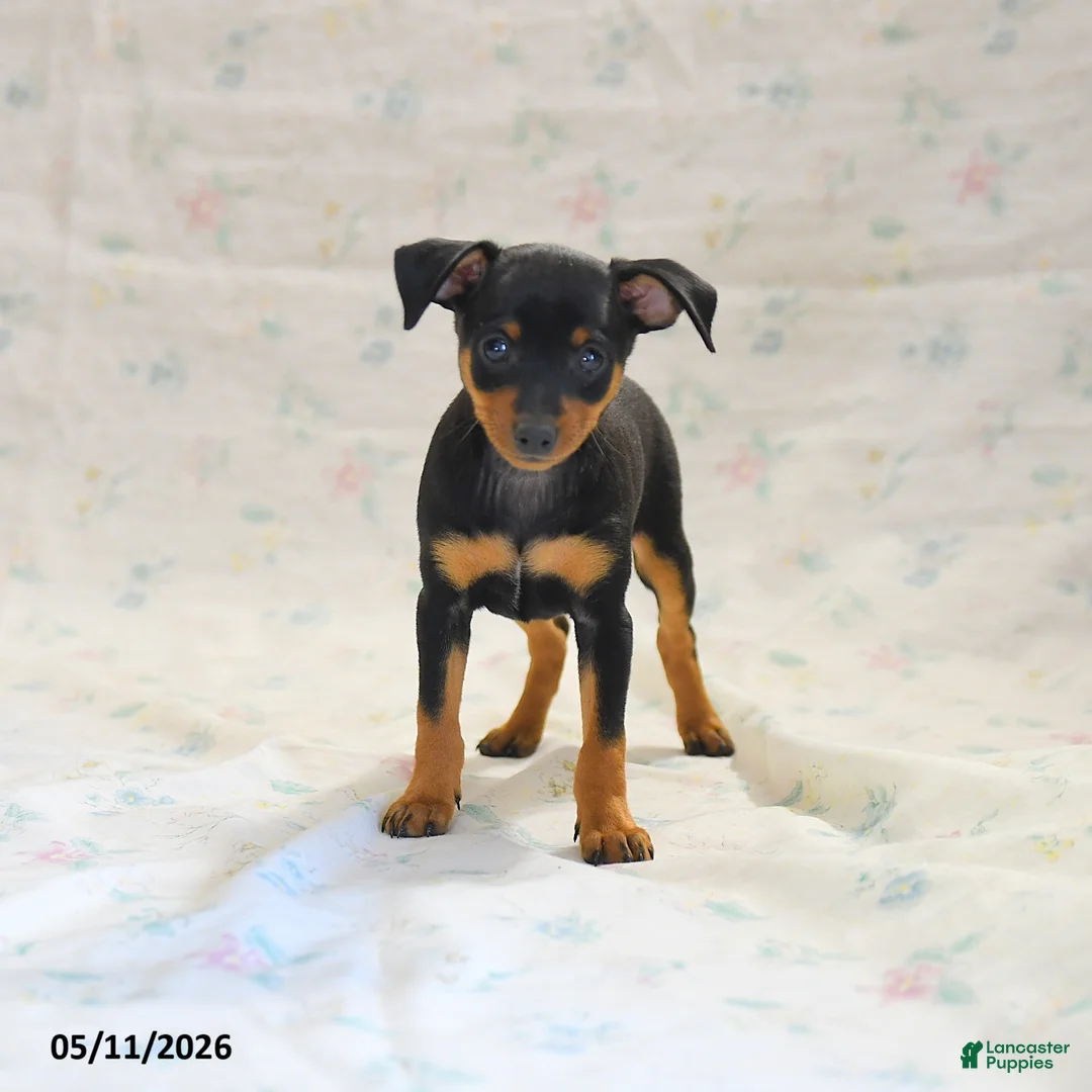 Miniature Pinscher dogs for sale: Phalora  - Ad 3