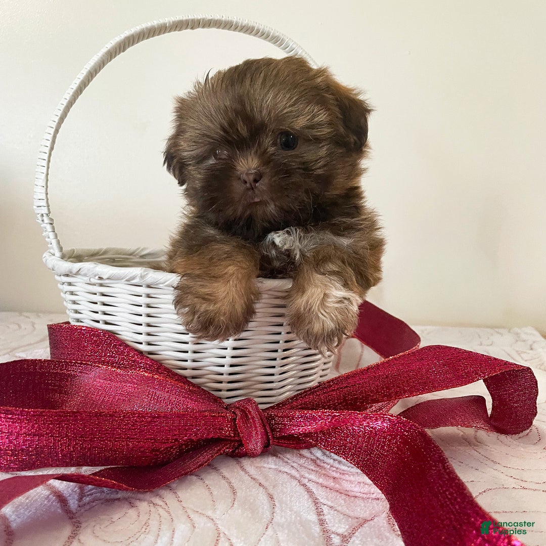 Shih Tzu dogs for sale: Jenny - Ad 2