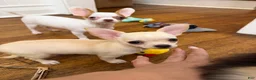 Chihuahua dogs for sale: ✨Taffy✨ 4lbs fully grown CKC registered - Ad 8